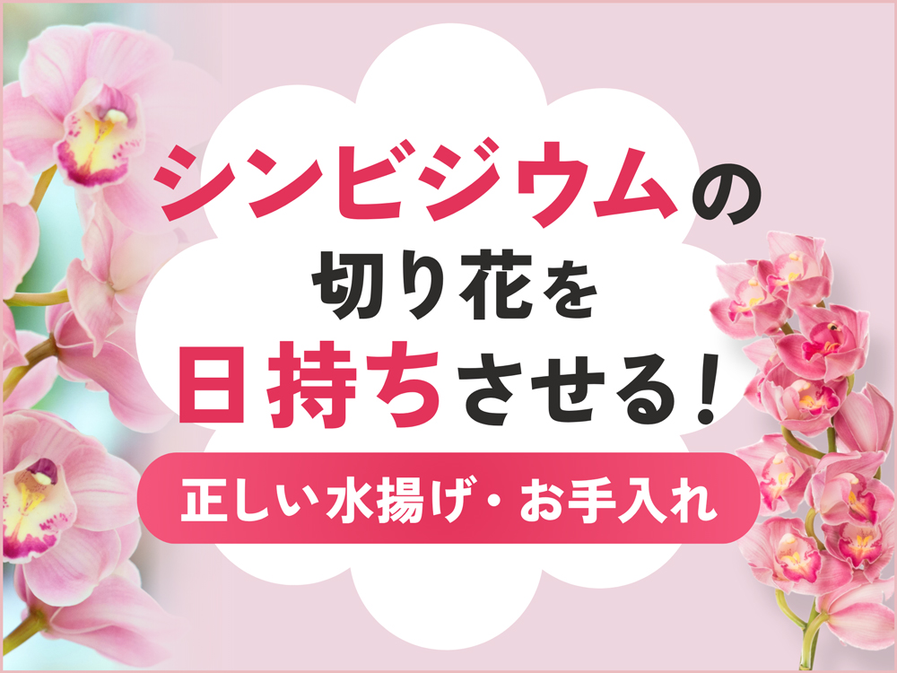 シンビジウムの切り花を長持ちさせるには？日持ちの目安と正しい水揚げ方法