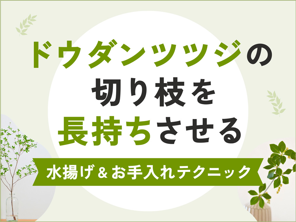 ドウダンツツジの切り枝を日持ちさせる秘訣！プロが教える水揚げ＆お手入れテクニック