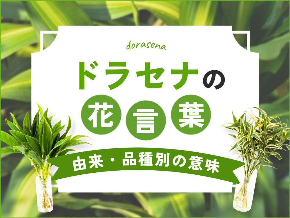 ドラセナ（幸福の木）の花言葉まとめ｜由来や品種別の意味を徹底解説！