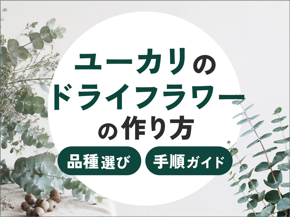 ユーカリのドライフラワーの作り方！失敗しない品種選びや手順を徹底解説