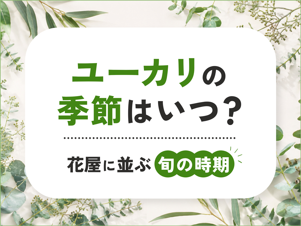 ユーカリの季節はいつ？花屋に並ぶ旬の時期を徹底解説