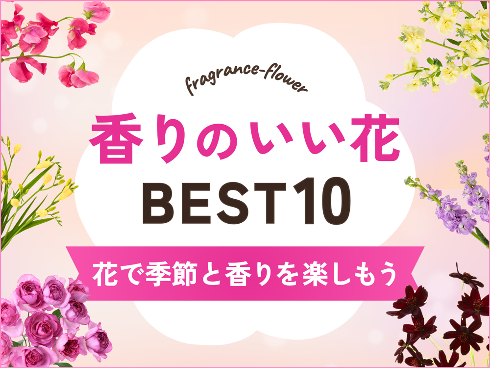 香りのいい花BEST10｜季節別ランキングや飾るマナーも解説