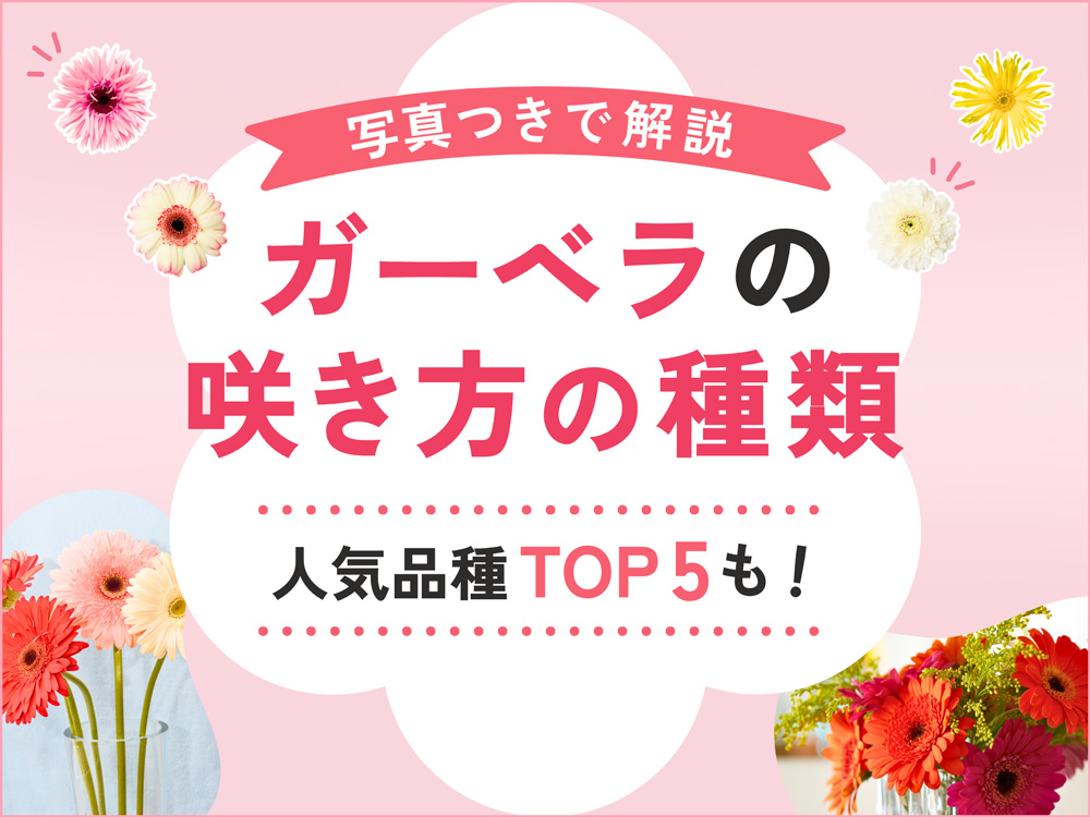 ガーベラの咲き方を写真つきで解説！サイズの種類や人気品種も紹介
