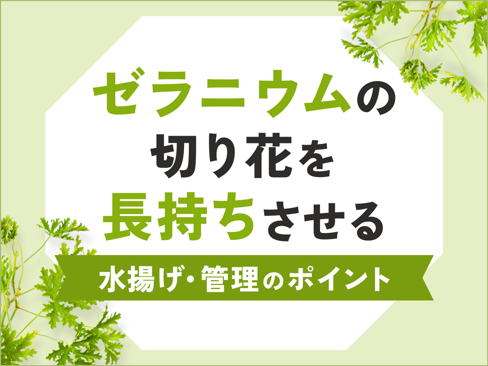 ゼラニウムの切り花を長持ちさせる水揚げ・管理のポイントとは？アレンジのアイディアも紹介