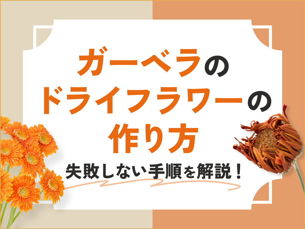 失敗しない！ガーベラのドライフラワーの作り方｜具体的な手順から飾り方まで徹底解説
