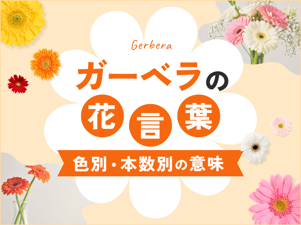 ガーベラの花言葉を色別・本数別に紹介！怖い意味の有無やシーン別の選び方