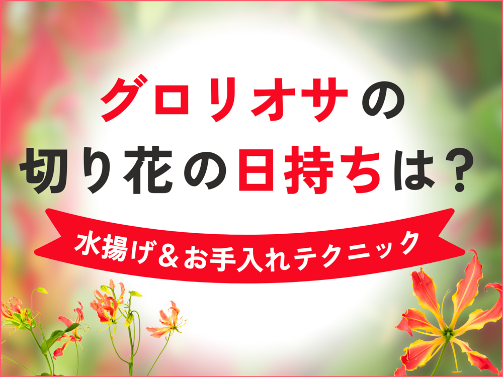 プロが実践！グロリオサの切り花を日持ちさせる水揚げ・お手入れテクニック