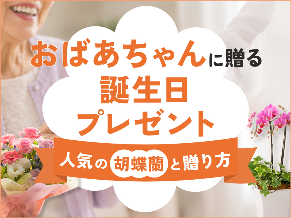 おばあちゃんの誕生日プレゼントに最適な花ギフト｜おすすめ胡蝶蘭と贈り方
