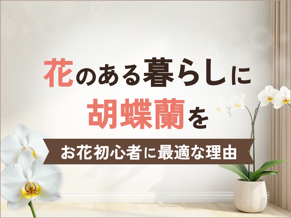 花のある暮らしを始めたい人へ｜胡蝶蘭が初心者に最適な理由と選び方