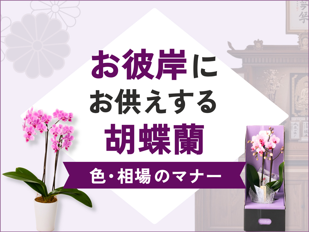 お彼岸に贈るミニ・ミディ胡蝶蘭3選！色や相場のマナーも徹底解説
