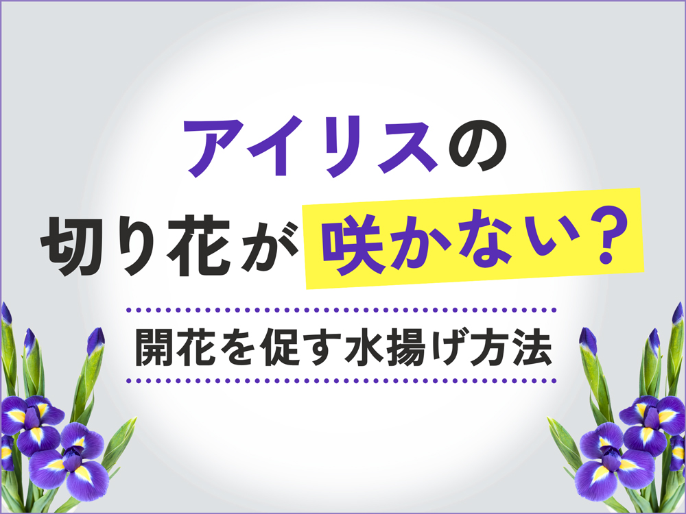 アイリスの切り花が咲かない？咲きやすい花の見分け方と長持ちさせる水揚げ・お手入れ方法