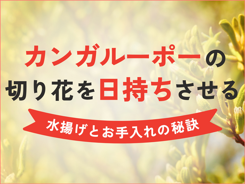 カンガルーポーの切り花を日持ちさせる秘訣を解説！花もちが良くなる水揚げとお手入れ