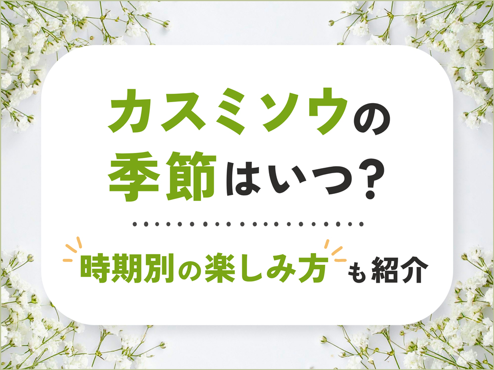 カスミソウの季節はいつ？開花・出回り時期と季節別の楽しみ方