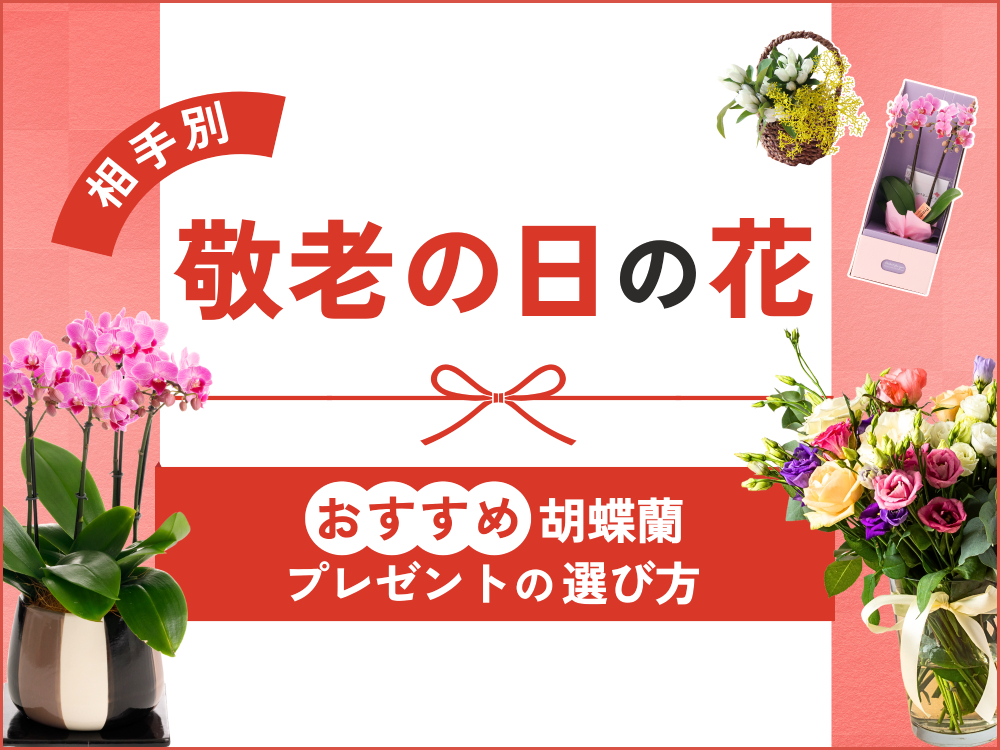 敬老の日の花ギフト！おすすめの胡蝶蘭や失敗しないプレゼントの選び方