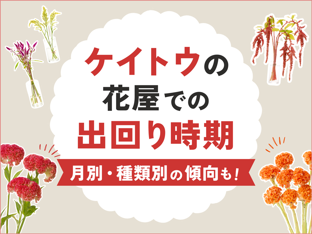 ケイトウは花屋でいつ買える？出回り時期と月別・種類別の傾向まとめ