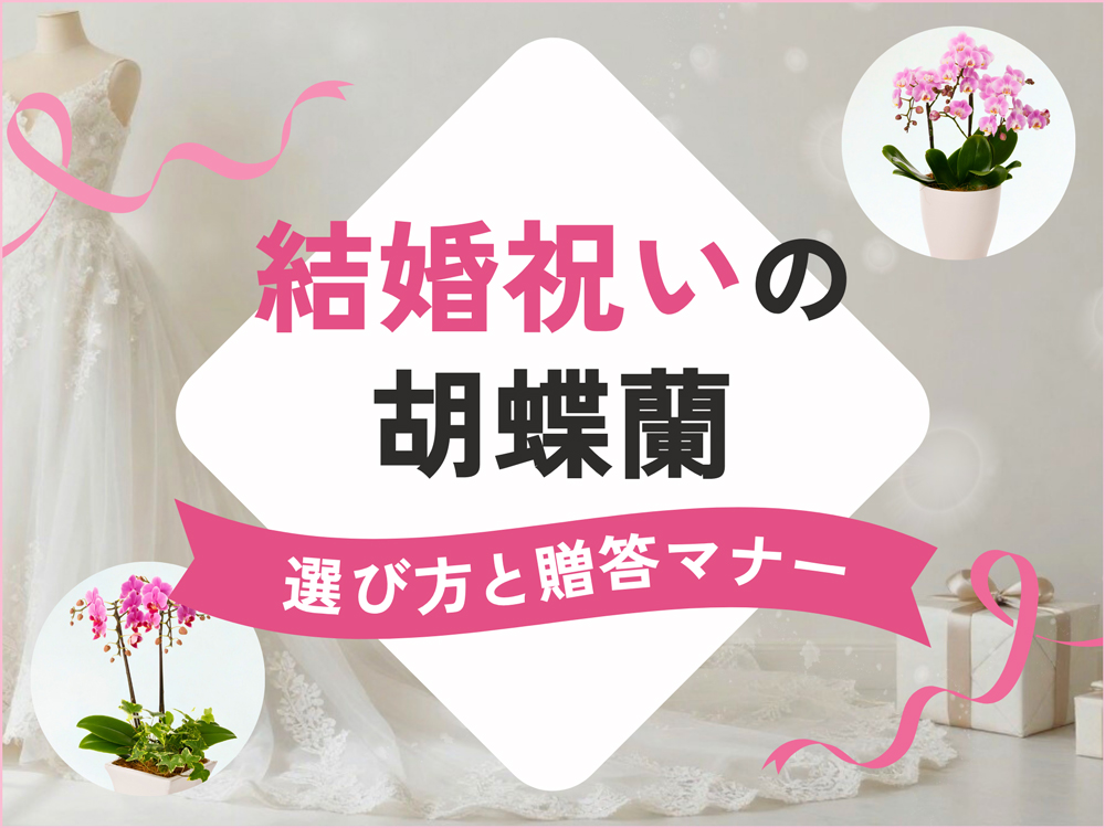 結婚祝いに贈る胡蝶蘭｜関係性に合わせた選び方と贈答マナー