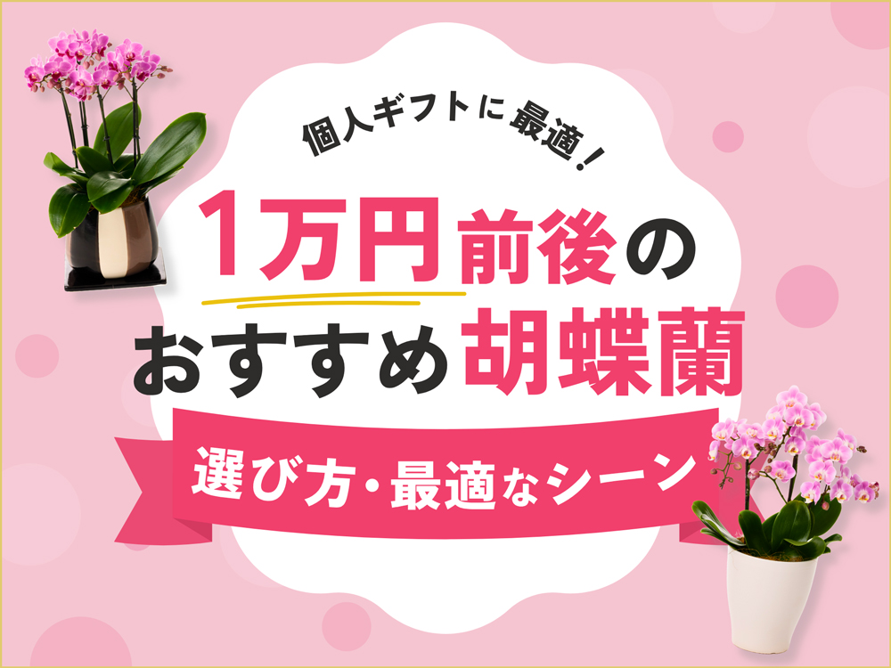 予算1万円前後で購入できる胡蝶蘭｜選び方・最適なシーンと贈る際の注意点とは？