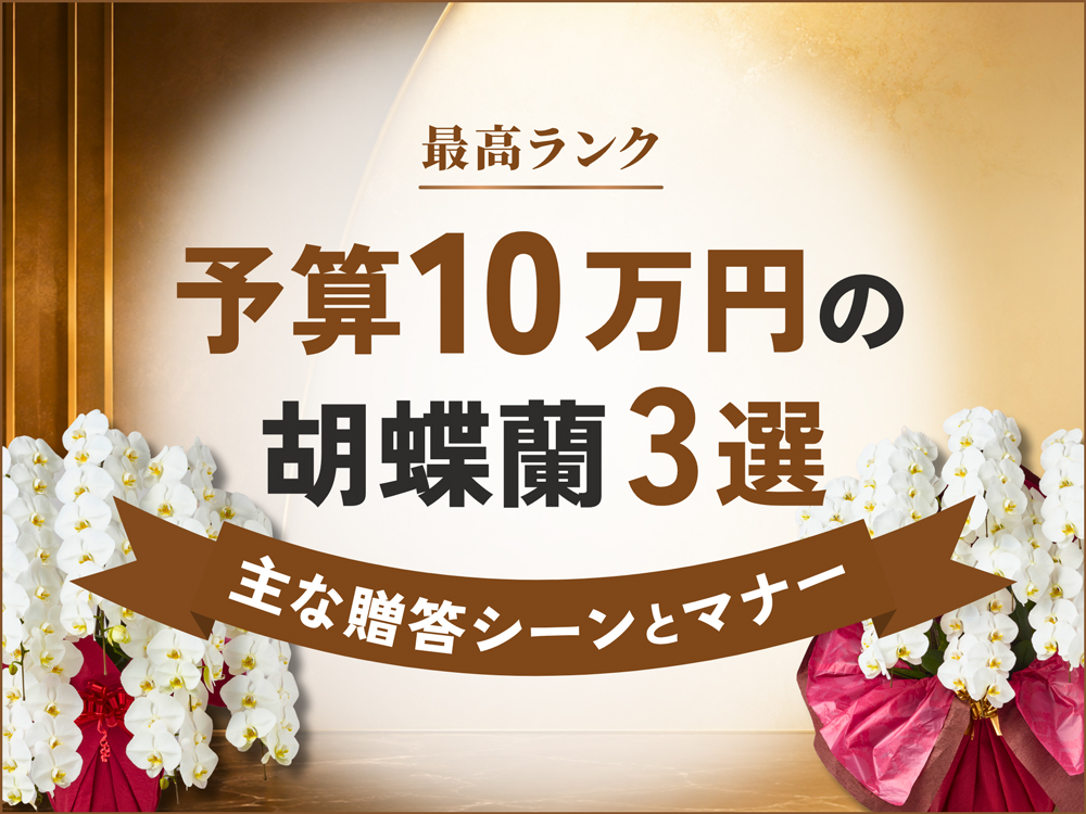 【最高ランク】10万円の高級胡蝶蘭3選｜主な贈答シーンと立札・ラッピングの選び方も紹介