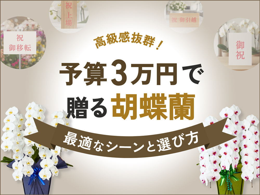 予算3万円で選ぶ胡蝶蘭｜最適な贈答シーン・選び方とマナーを完全解説