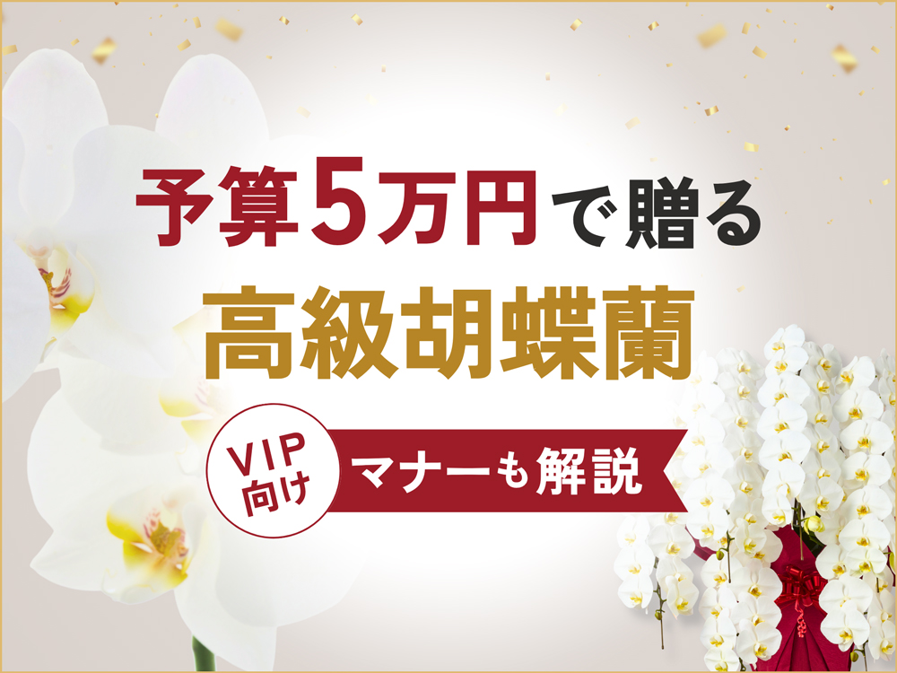 最上級の祝福を伝える、予算5万円の胡蝶蘭｜失礼にならないVIPマナーも徹底解説
