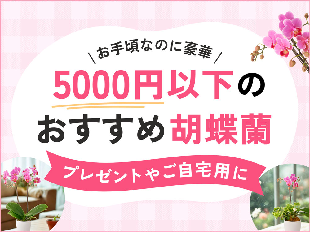 予算5000円以下で購入できる胡蝶蘭ガイド｜おすすめ4選と贈り方マナー