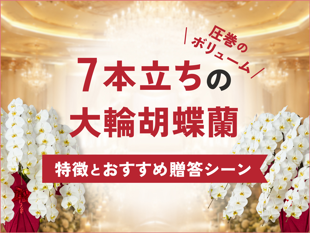 7本立ち胡蝶蘭の特徴と相場は？5本立ちとの違い・向いている贈答シーンを詳しく解説