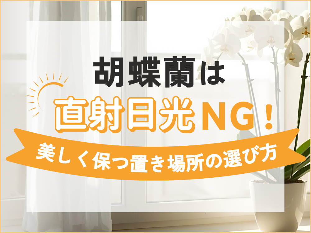 胡蝶蘭に直射日光はNG！失敗しない置き場所の選び方とは？