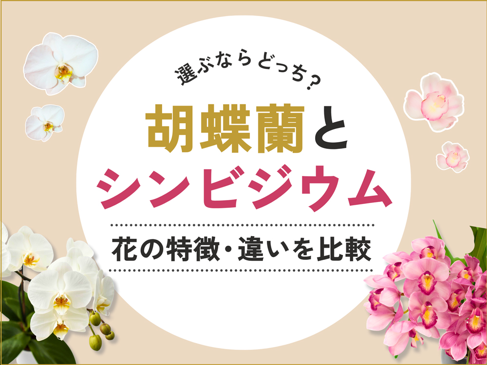 胡蝶蘭とシンビジウム｜花の特徴や違いを徹底比較