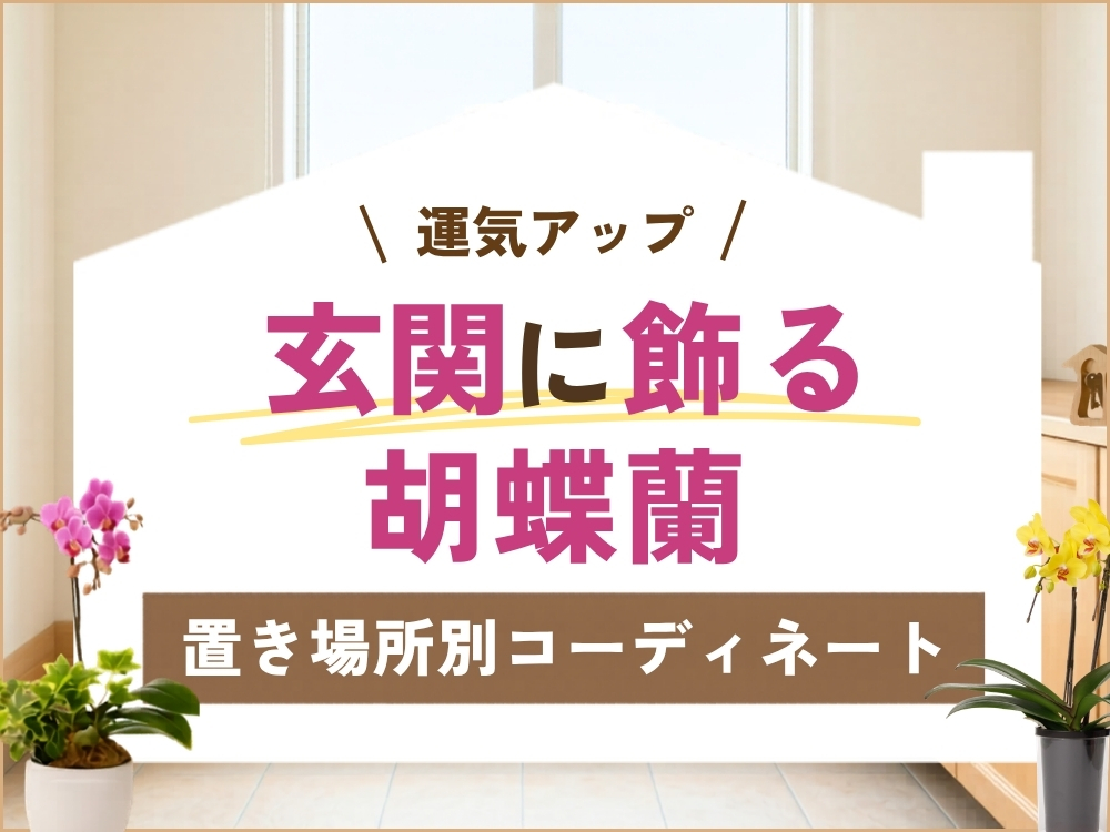 玄関に胡蝶蘭を飾って運気をアップ！3つのメリットと置き場所別のコーディネート術