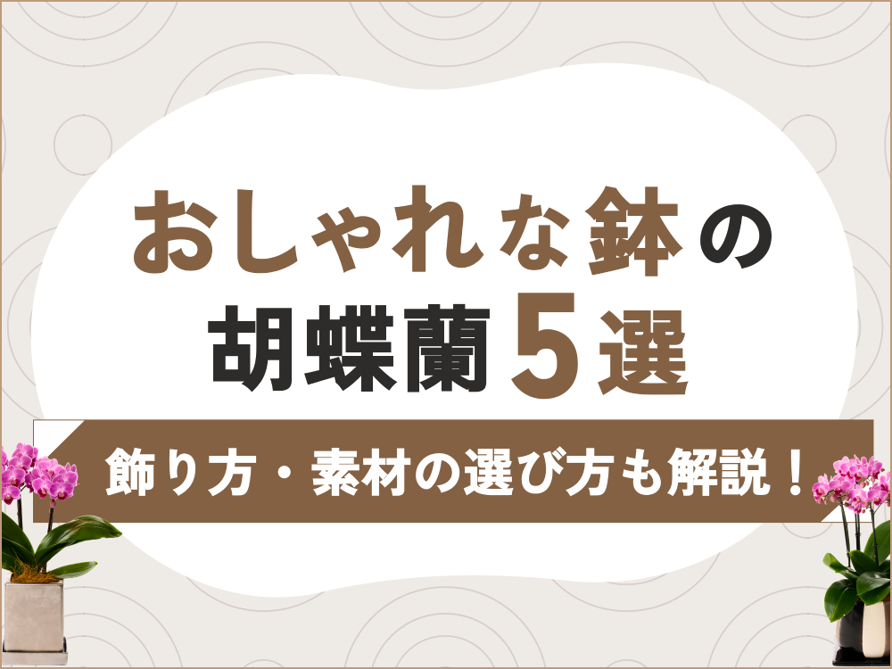 おしゃれな鉢の胡蝶蘭5選｜鉢の種類と選び方・飾り方