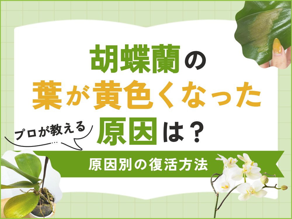 胡蝶蘭の葉が黄色くなるのはなぜ？原因別の復活方法をプロが解説！