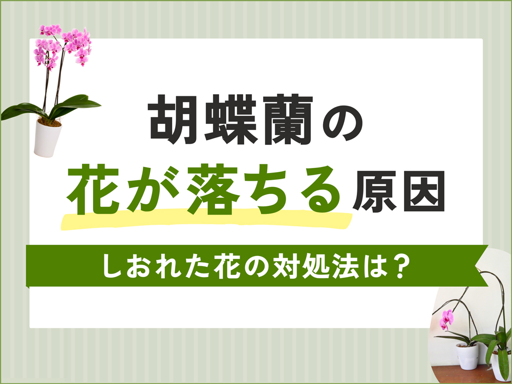 胡蝶蘭の花が落ちる原因は？しおれた花の対処法と長く楽しむための管理方法