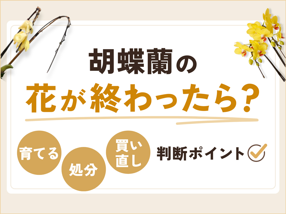 胡蝶蘭の花が終わったらどうする？育てる・処分・買い直しの判断ポイント