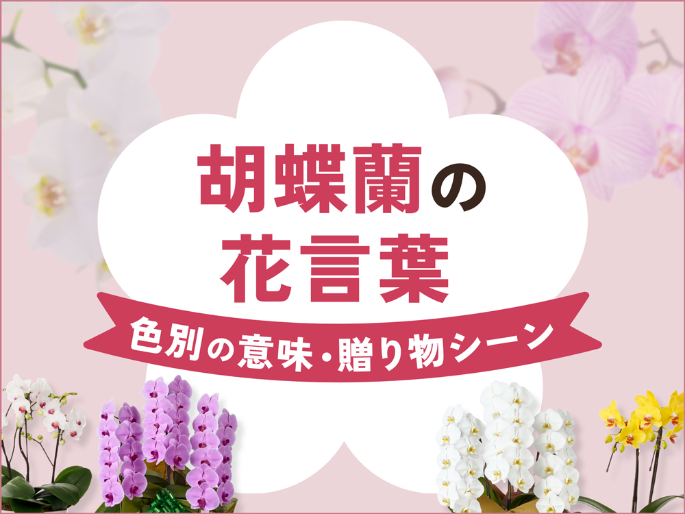 胡蝶蘭の花言葉と由来｜色別の意味に合わせた贈り物シーンも紹介！