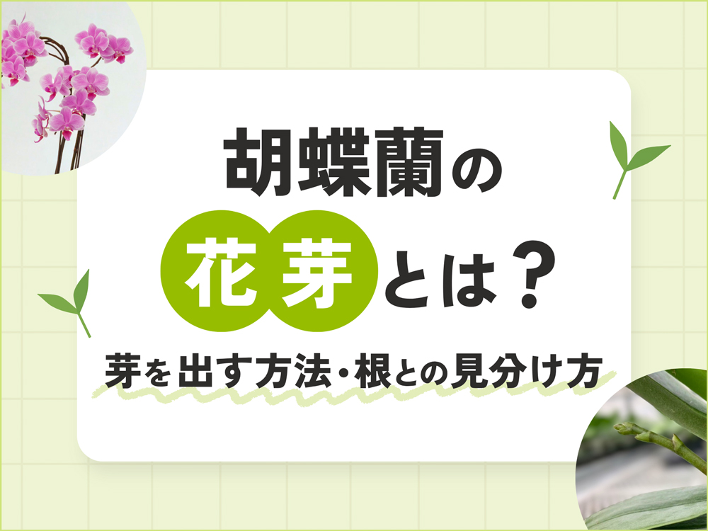 胡蝶蘭の花芽とは？新しい芽を出す方法・条件や新根との見分け方