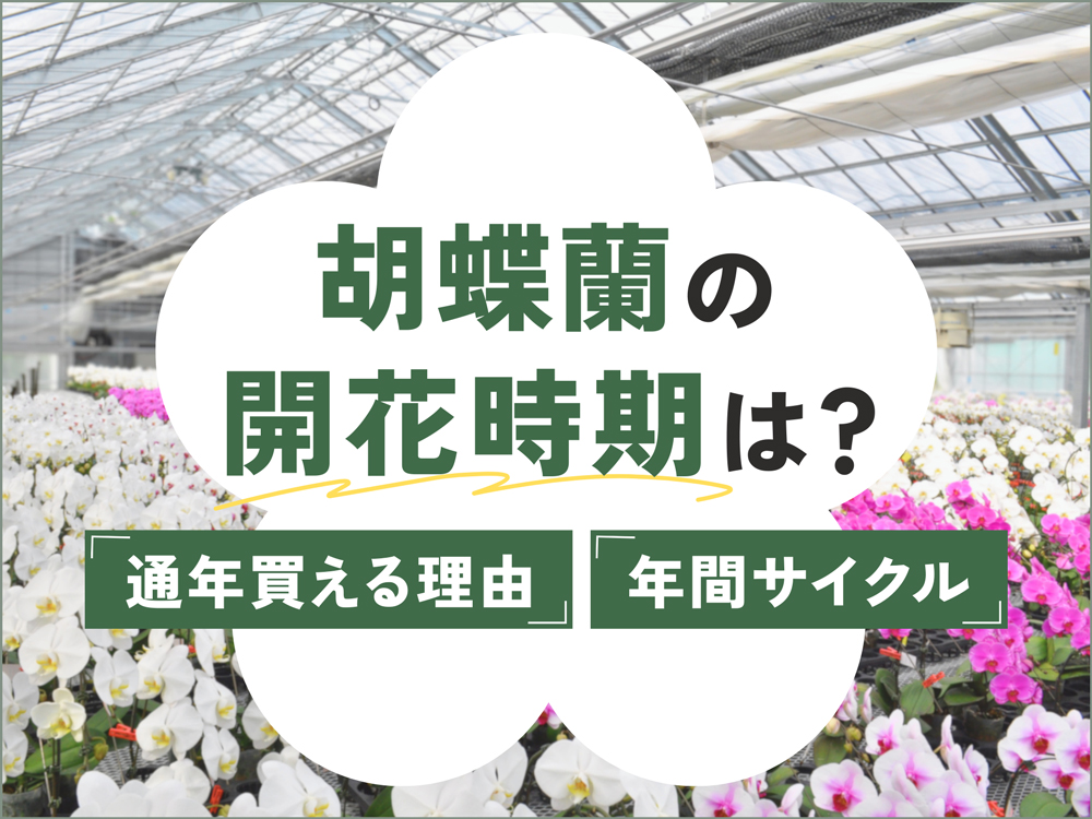 胡蝶蘭の開花時期はいつ？通年入手できる理由と季節ごとの生長サイクル