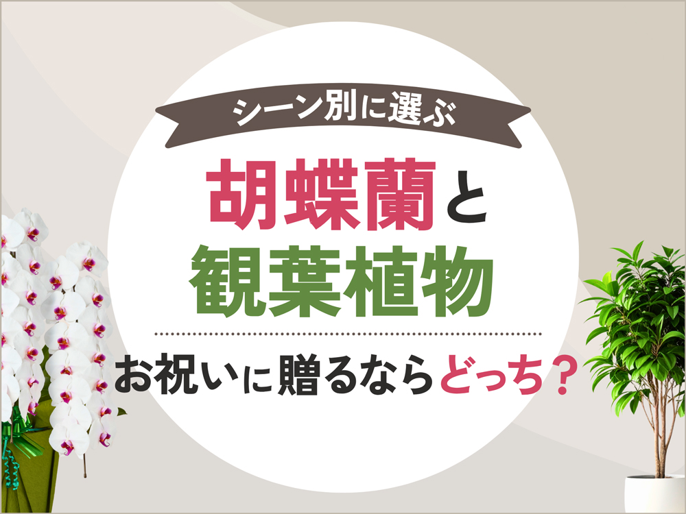 胡蝶蘭と観葉植物、どっちがお祝いにふさわしい？おすすめケースとメリット・予算で比較