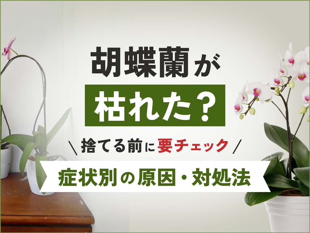 胡蝶蘭が枯れた？焦って捨てる前に要チェック！症状別の原因と対処法