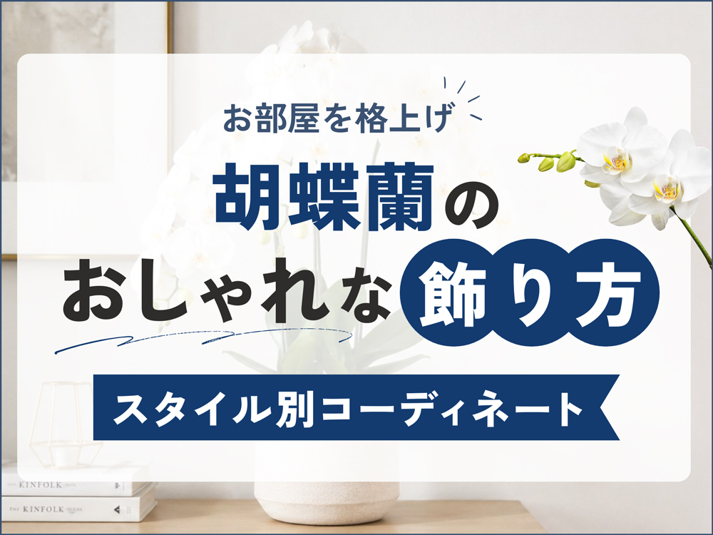 胡蝶蘭のおしゃれな飾り方完全ガイド｜部屋別・スタイル別コーディネート術