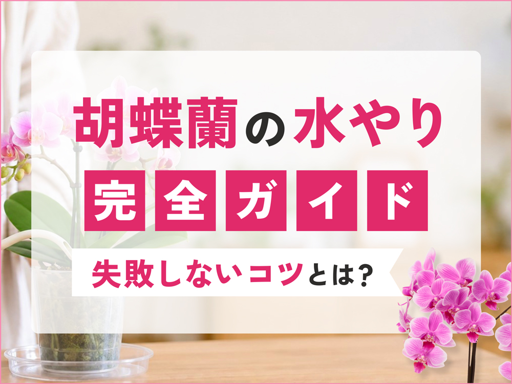 胡蝶蘭の水やり完全ガイド｜タイミングの見極め方と失敗しないコツをプロが解説