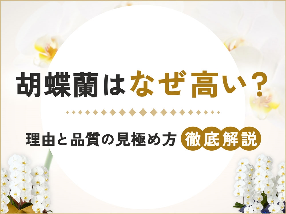 胡蝶蘭はなぜ高い？高級な理由と魅力・品質の見極め方を徹底解説