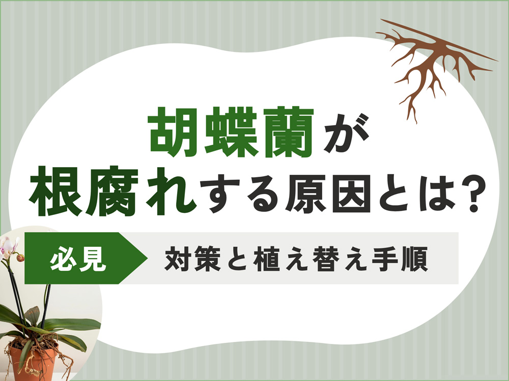 胡蝶蘭の根腐れとは？症状の見分け方から原因・対処法まで徹底解説