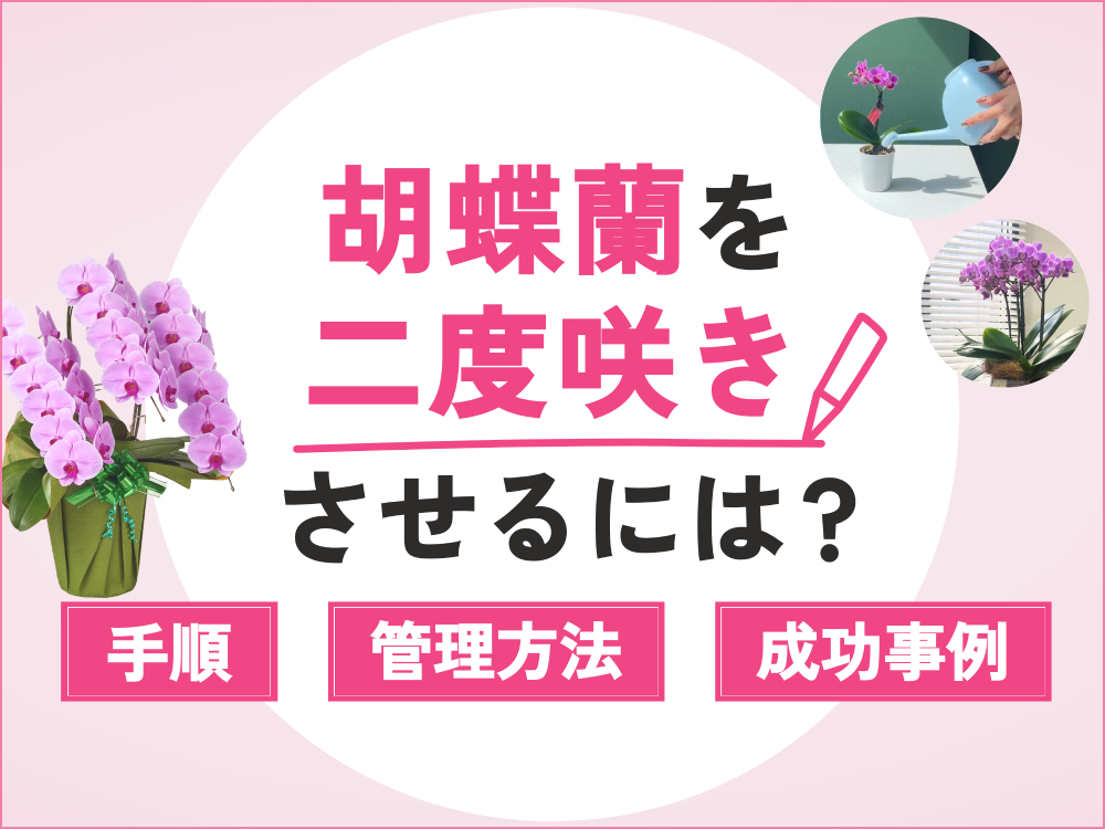 【初心者向け】胡蝶蘭を二度咲きさせる秘訣とは？花を咲かせるコツと管理方法