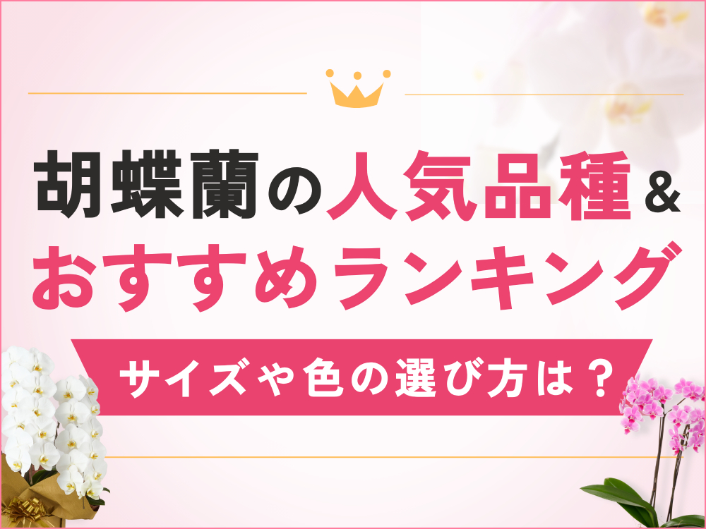 胡蝶蘭の人気品種TOP3｜人気商品・定番カラーランキングも紹介