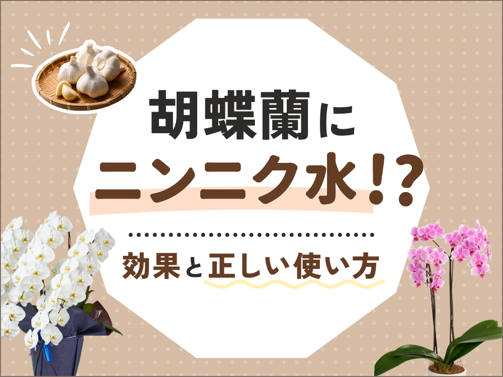 胡蝶蘭にニンニク水を使う効果とは？初心者必見の作り方と注意点