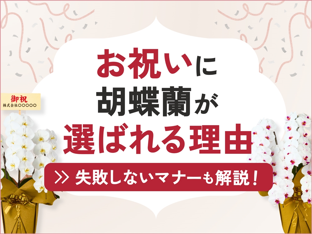 お祝いに胡蝶蘭を贈るのはなぜ？ビジネスで選ばれ続ける5つの理由と失敗しないためのマナー