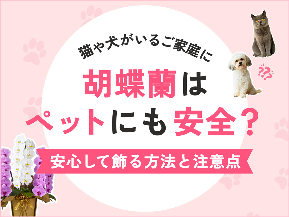 猫や犬がいても大丈夫？ペットに安全な胡蝶蘭の飾り方と注意点