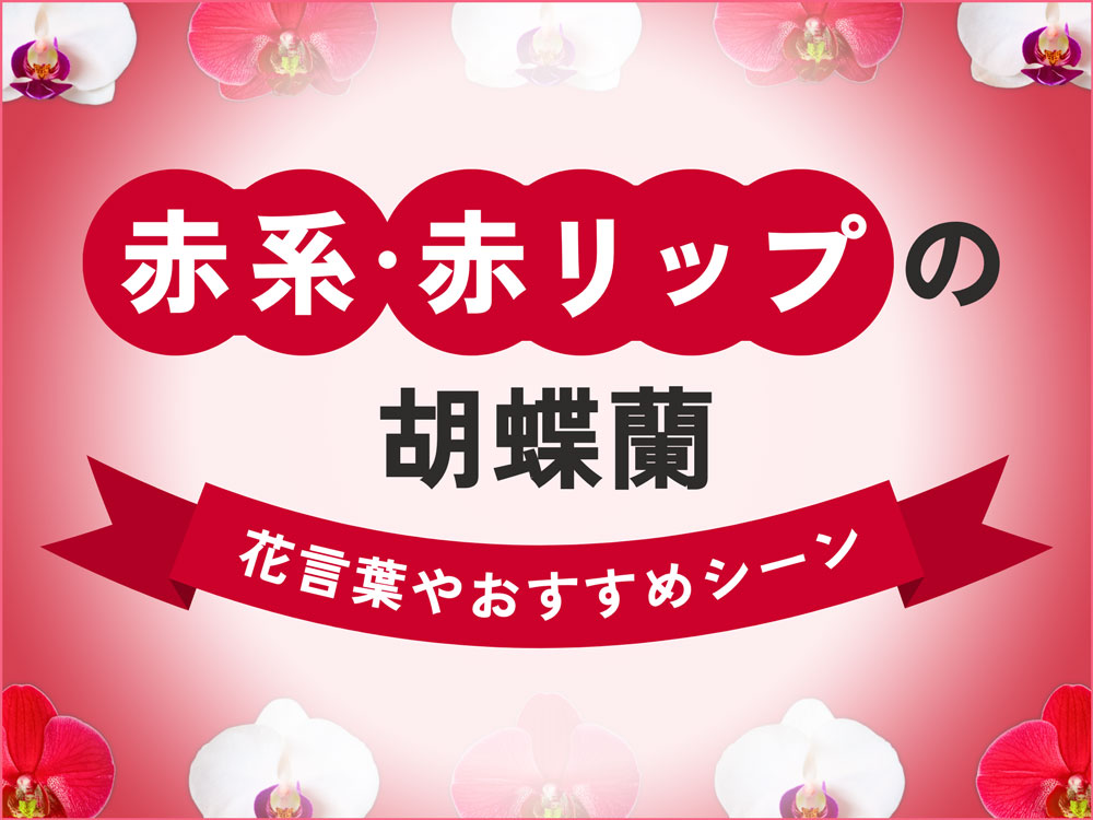 赤い胡蝶蘭（白赤リップ）の花言葉と値段相場｜紅白カラーのおすすめ商品も紹介！