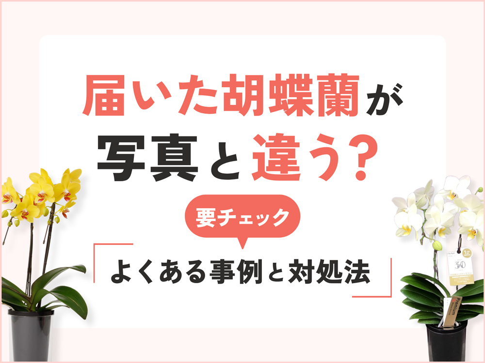 届いた胡蝶蘭が写真と違う？よくある事例と問い合わせ時のポイント