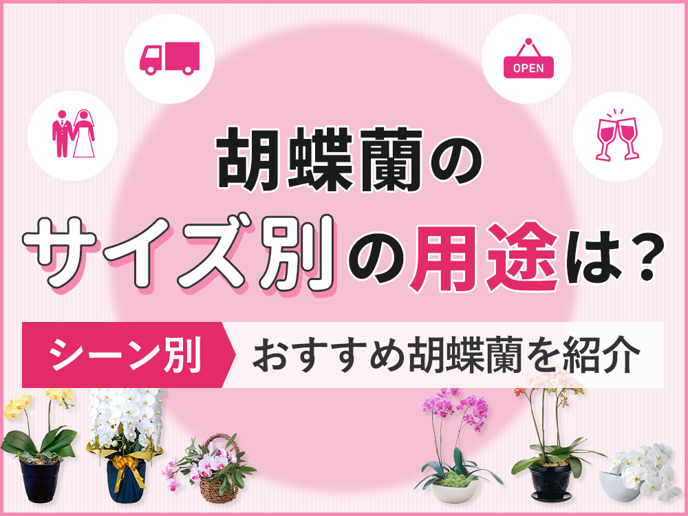 用途で選ぶ胡蝶蘭の種類｜失敗しないサイズの選び方を徹底ガイド！